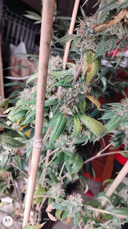 Real Deal OG Kush (PDX cut). Week 12