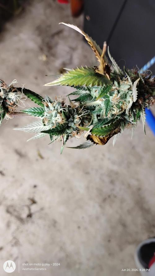Real Deal OG Kush (PDX cut). Week 12