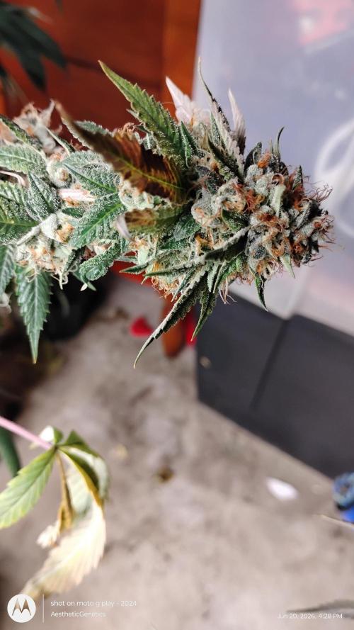 Real Deal OG Kush (PDX cut). Week 12