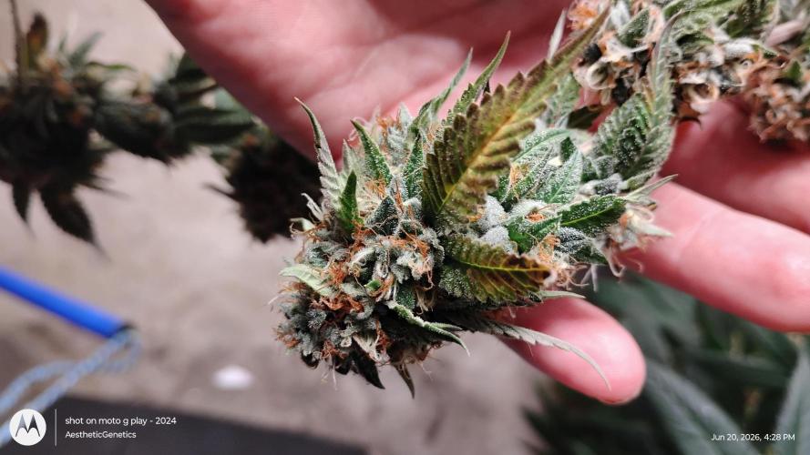 OG Kush (PDX cut) . Week 12