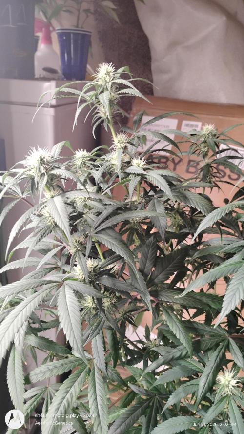 Maui True Blood. Week 6