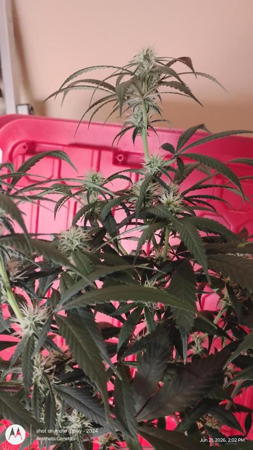 Maui True Blood. Week 6