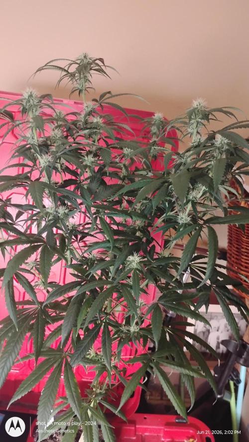 Maui True Blood. Week 6