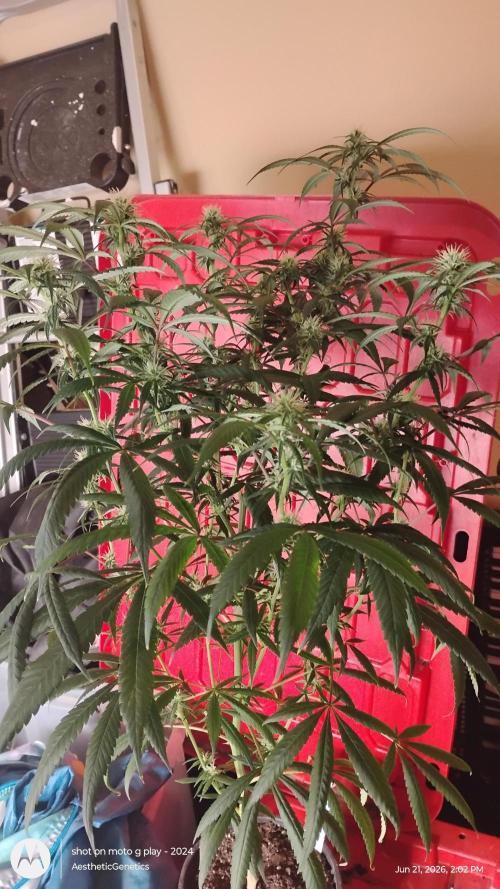 Maui True Blood. Week 6