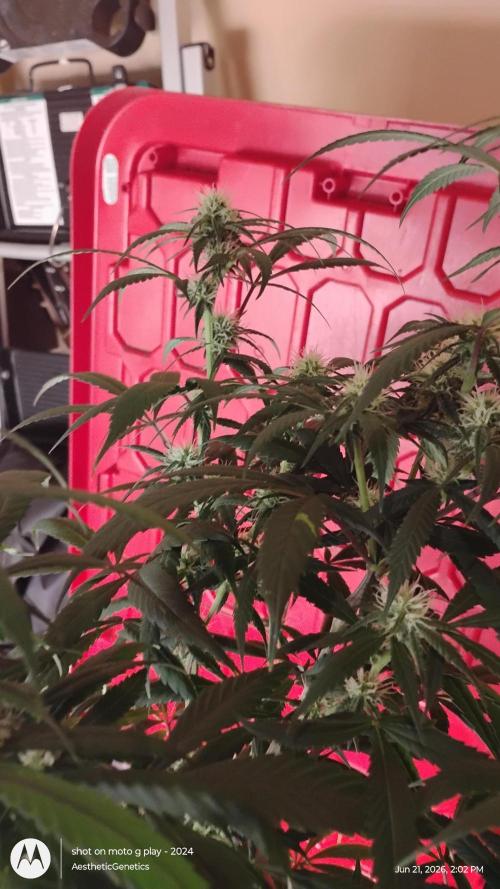 Maui True Blood. Week 6