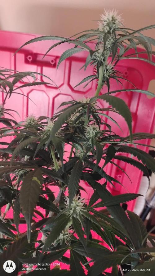 Maui True Blood. Week 6