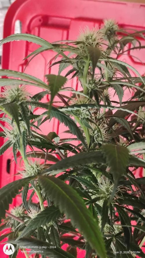 Maui True Blood. Week 6