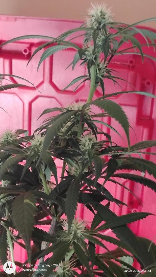 Maui True Blood. Week 6