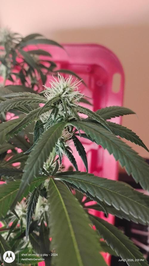 Maui True Blood. Week 6