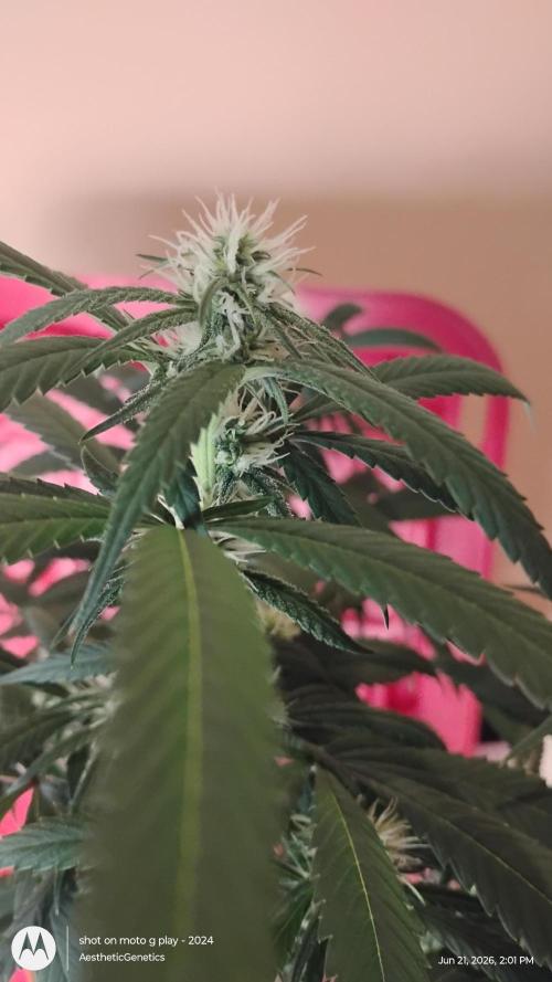 Maui True Blood. Week 6