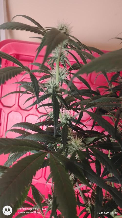 Maui True Blood. Week 6