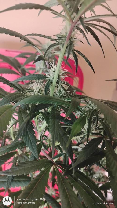 Maui True Blood. Week 6