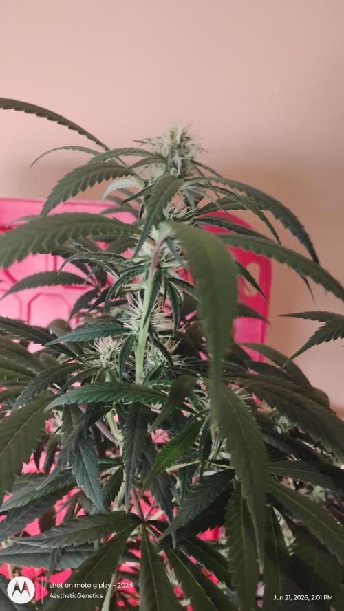 Grow Tent 32"x 32"x 63". Week 6