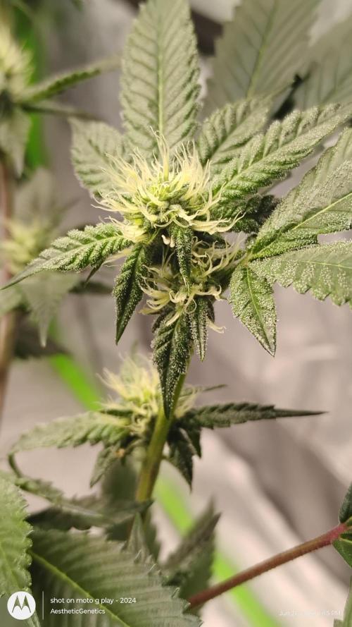 Jokerz Candy. Week 6