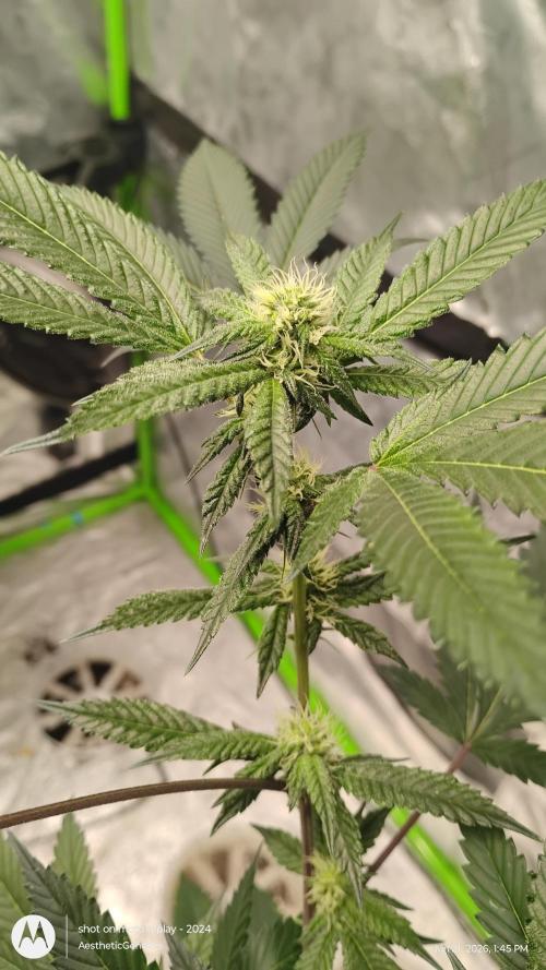 Jokerz Candy. Week 6