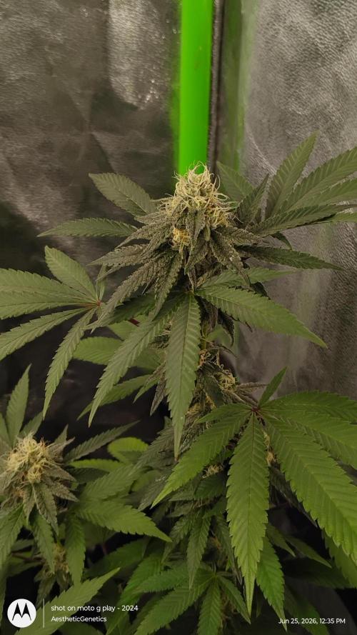 Legit SuperBoof Strain of The Year. Week 9