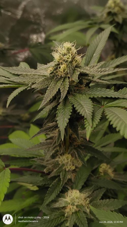 Legit SuperBoof Strain of The Year. Week 9