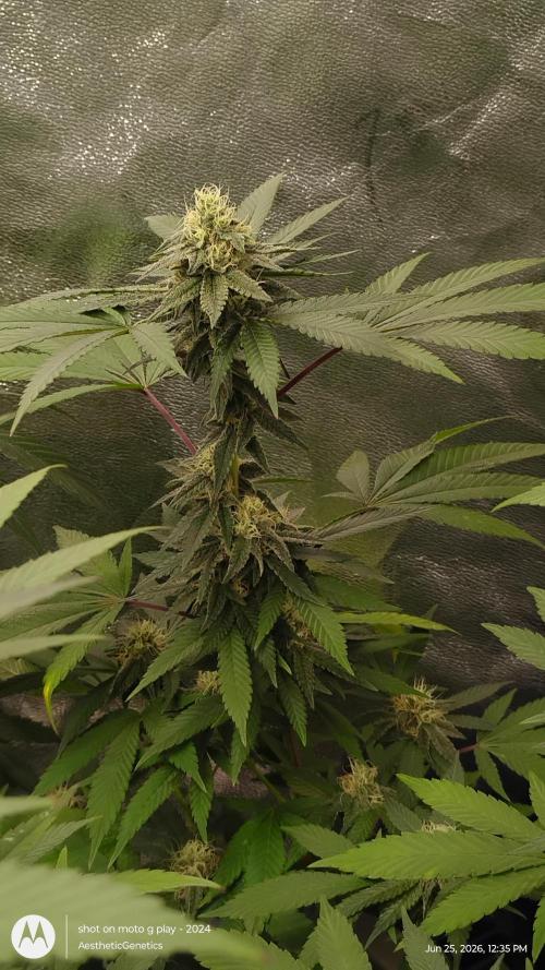 Legit SuperBoof Strain of The Year. Week 9