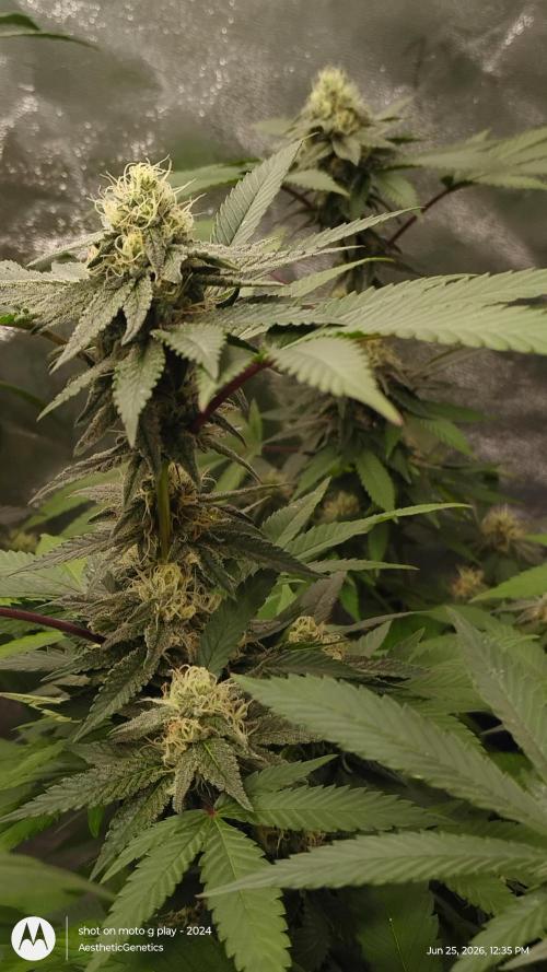 Legit SuperBoof Strain of The Year. Week 9