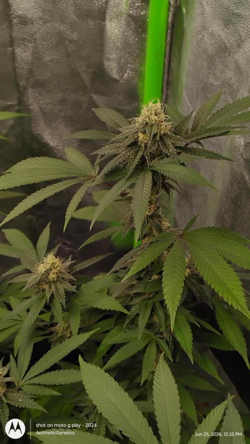 Legit SuperBoof Strain of The Year. Week 9