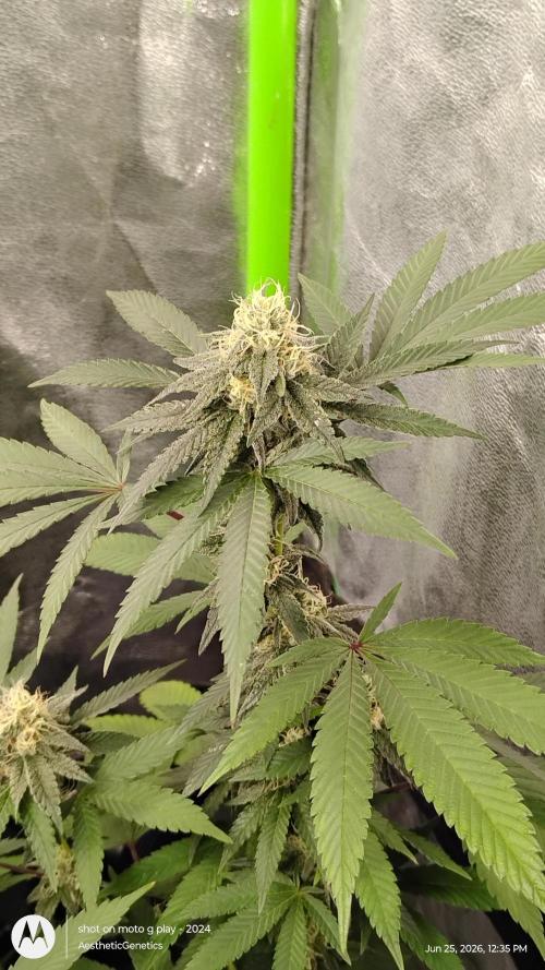 Legit SuperBoof Strain of The Year. Week 9
