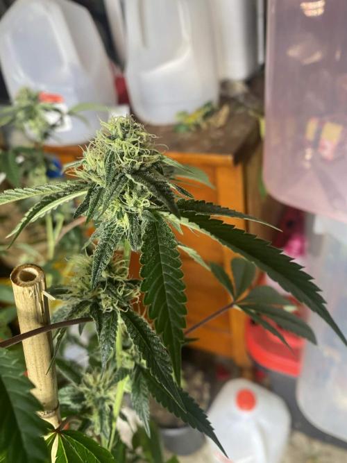 Blue Andeze. Week 7