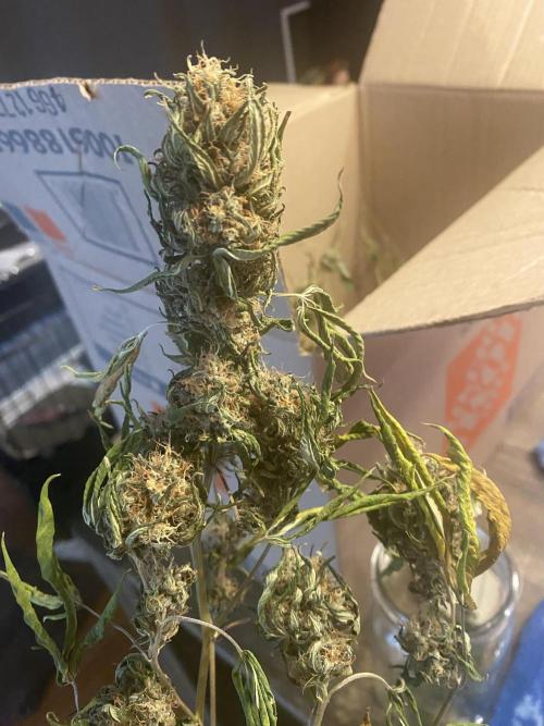 Real Deal Sour D ( notsodog cut). Week 12