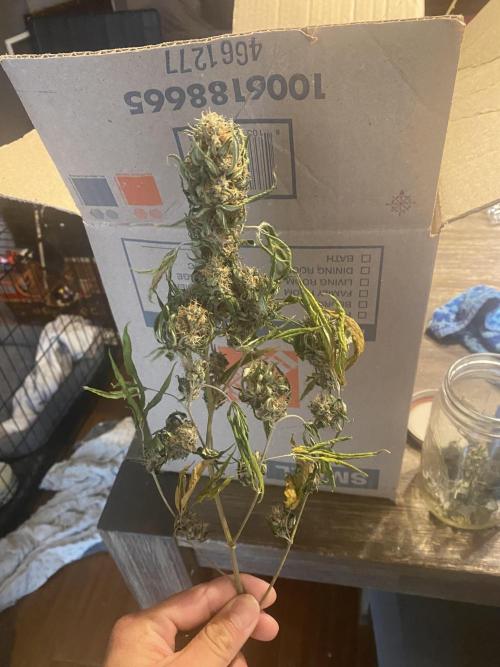Real Deal Sour D ( notsodog cut). Week 12