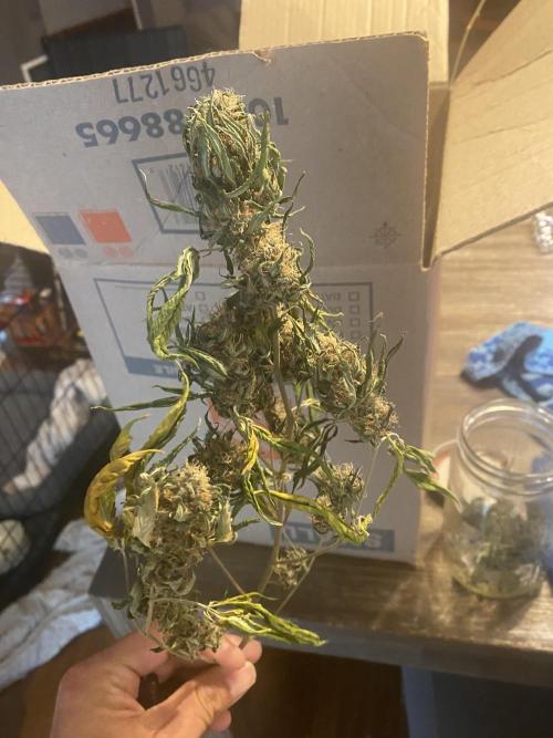 Real Deal Sour D ( notsodog cut). Week 12