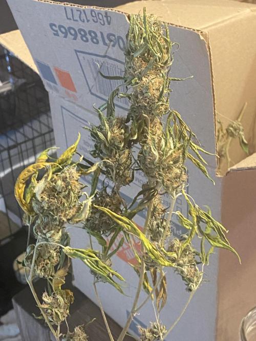 Real Deal Sour D ( notsodog cut). Week 12