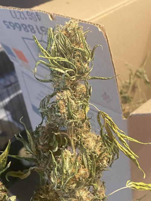 Real Deal Sour D ( notsodog cut). Week 12