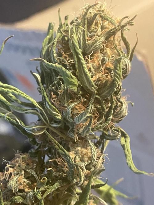 Real Deal Sour D ( notsodog cut). Week 12
