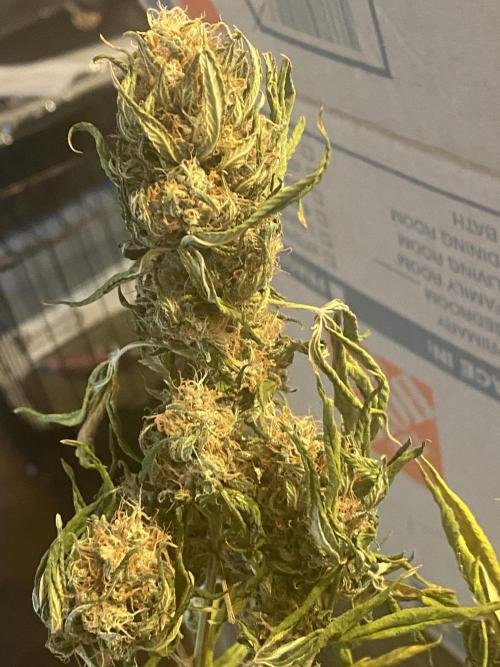 Real Deal Sour D ( notsodog cut). Week 12