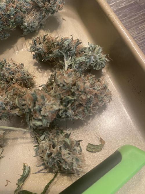 Real Deal Sour D ( notsodog cut). Week 12