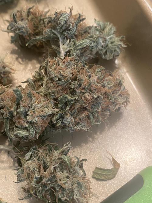 Real Deal Sour D ( notsodog cut). Week 12