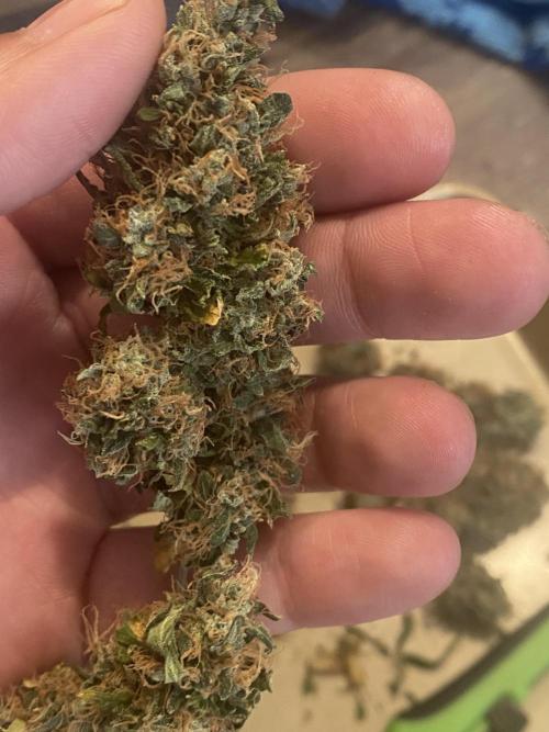 Real Deal Sour D ( notsodog cut). Week 12