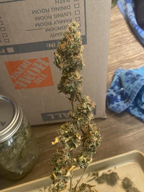 Real Deal Sour D ( notsodog cut). Week 12