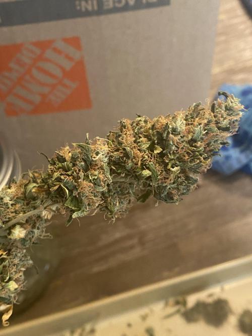 Real Deal Sour D ( notsodog cut). Week 12