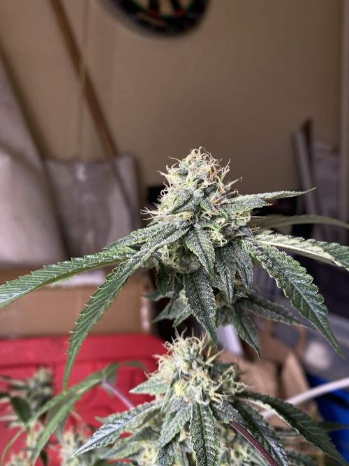 Blue Andeze. Week 8