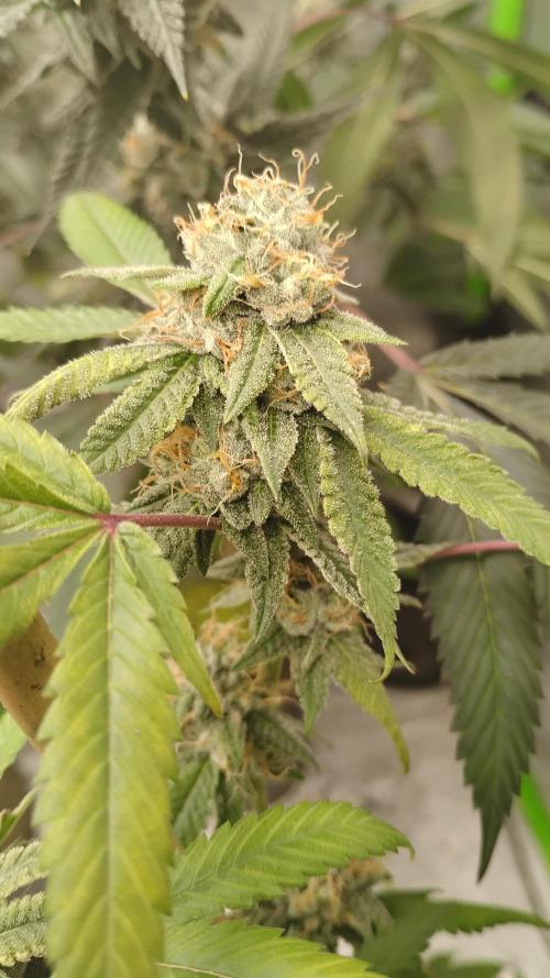 Blue Andeze. Week 10