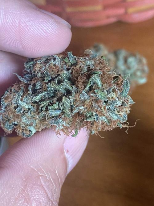 Real Deal OG Kush (PDX cut). Week 13