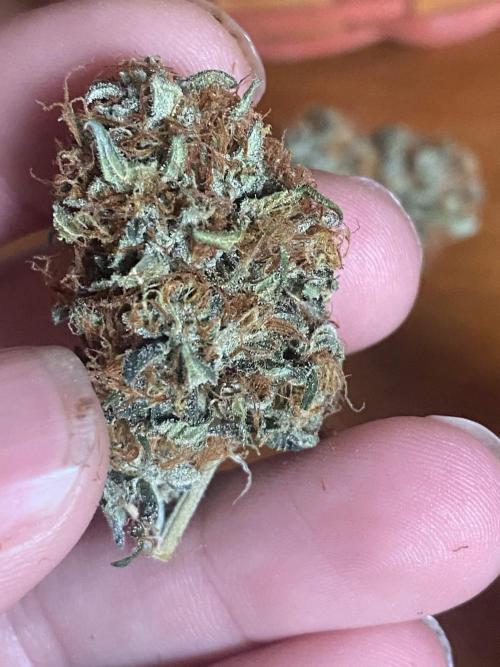 Real Deal OG Kush (PDX cut). Week 13