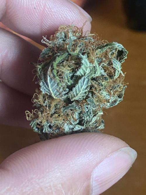 Real Deal OG Kush (PDX cut). Week 13