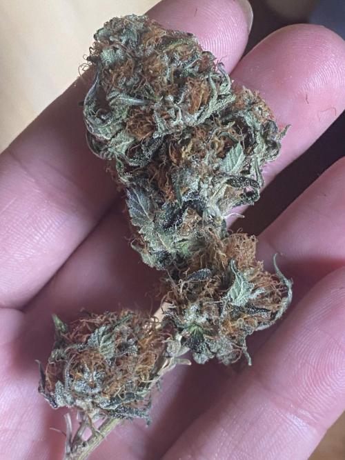Real Deal OG Kush (PDX cut). Week 13