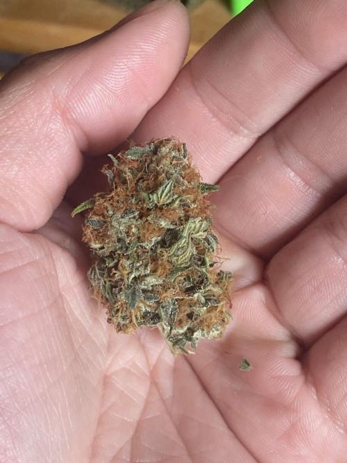 Real Deal OG Kush (PDX cut). Week 13