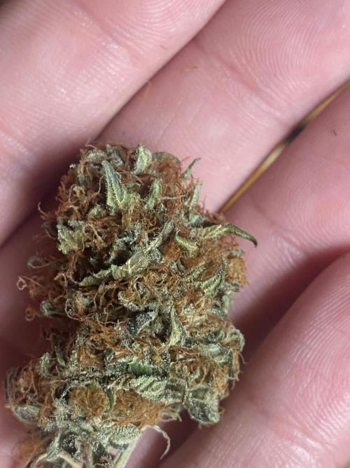 Real Deal OG Kush (PDX cut). Week 13