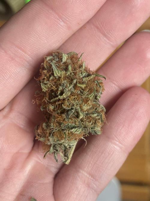 Real Deal OG Kush (PDX cut). Week 13
