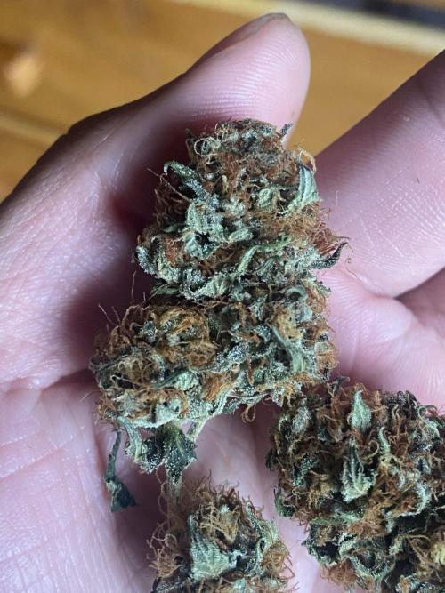Real Deal OG Kush (PDX cut). Week 13