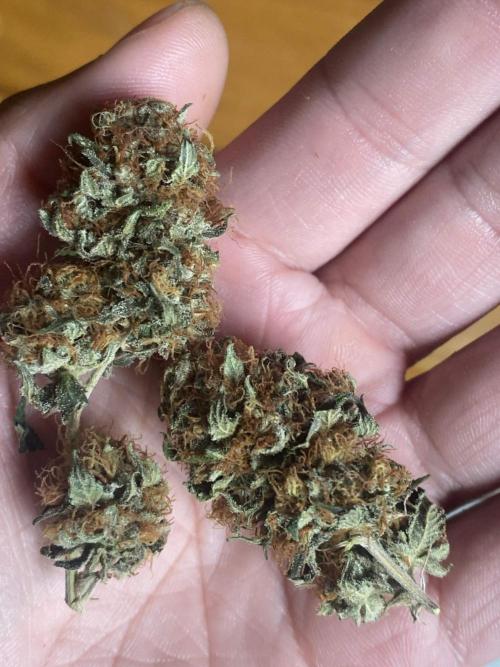 Real Deal OG Kush (PDX cut). Week 13