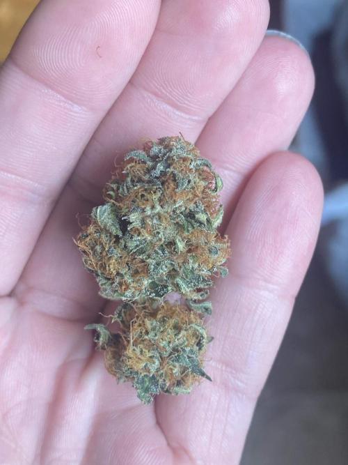 Real Deal OG Kush (PDX cut). Week 13